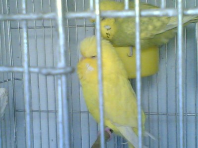 זוג נקבה צהובה.jpg