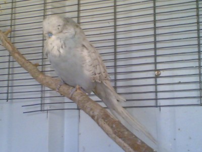 זכר צעיר , חצי שנה