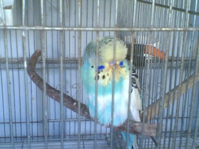 זכר יפיוף  2011