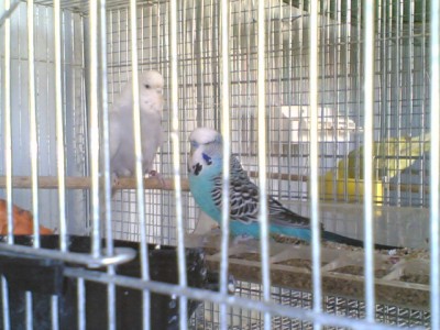 זוג כחול - לבן.jpg