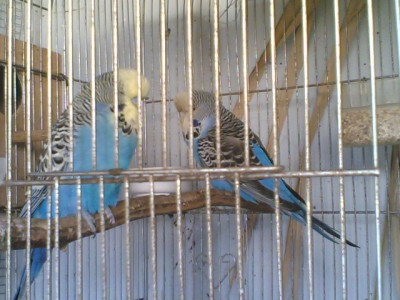 זוג כחול ראשצהוב.jpg