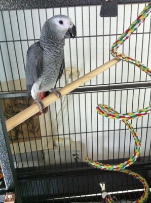 רובי בבית החדש :)