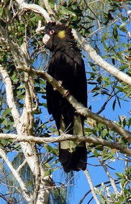 Yellow-tailed_Black_Cockatoo_Coolum_Jamieson.jpg