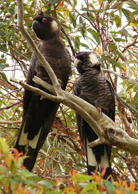 work.239932.13.flat,550x550,075,f.white-tailed-black-cockatoo-sweethearts.jpg