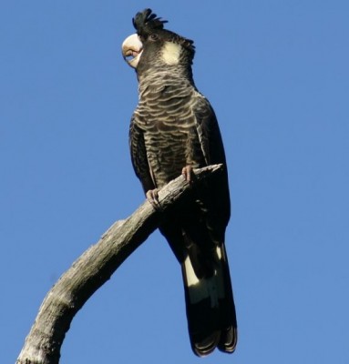 550px-White-tailed_Black_Cockatoo.jpg