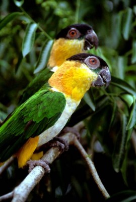 Pionites melanocephalus.jpg