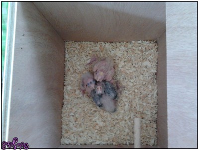 הגוזלים של נלה וסימבה