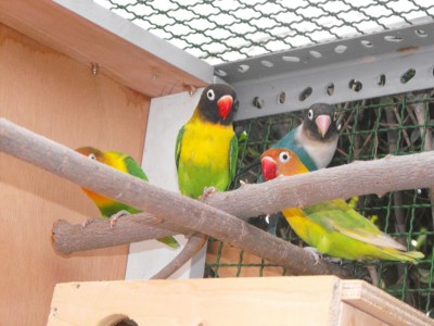 החבר'ה בבית החדש