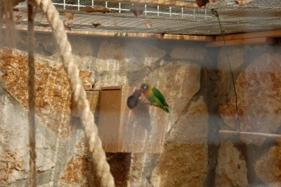 גוזל מס' 2 עם אימו