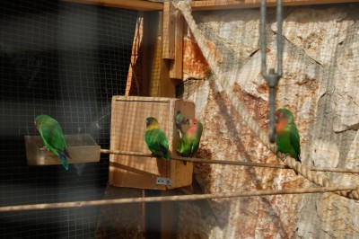 אחד מהזוגות מאכיל גוזל מתוך השלישייה האחרונה