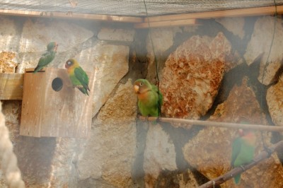 גוזל מס' 1 (הכי ימני) אח בכור של השלישייה