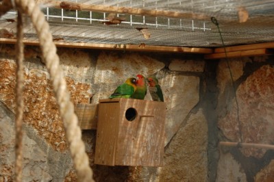 גוזל מס' 2 עם שני הוריו