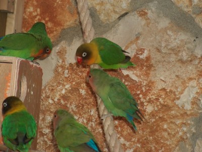 הנה מה טוב ומה נעים, שבת אחים גם יחד...