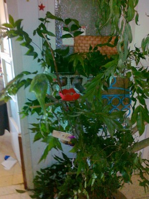 22112011711 (Copy).jpg