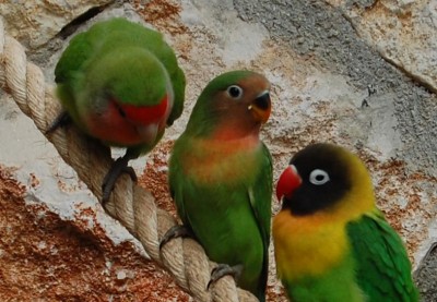 אחד מהשלישייה בלווית הוריו