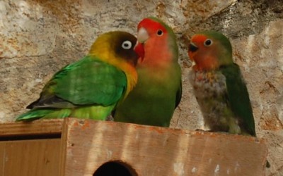 גוזל מס' 2 בלווית הוריו. כעת הניצוי שלו כבר מלא