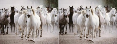 white-horses.jpg