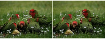 feral_parrots_eating_apple.jpg