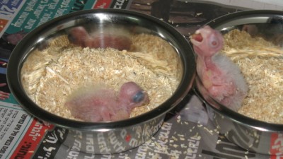 IMG_2232_1.jpg