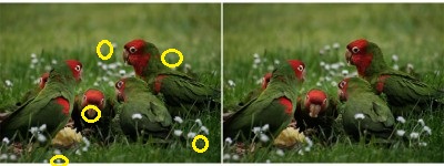 feral_parrots_eating_apple.jpg