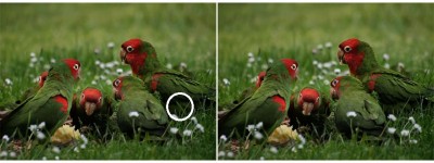 feral_parrots_eating_apple.jpg