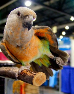 Red-bellied Parrot.jpg