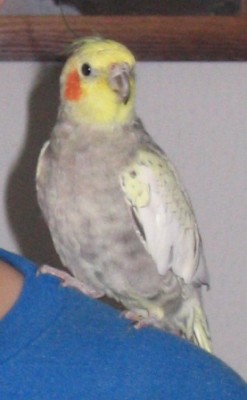 טאז כשהוא היה בן פחות משנה