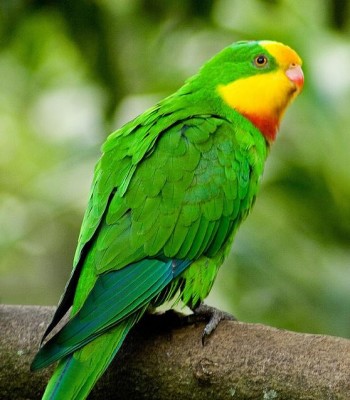Barraband_Parakeet.jpg