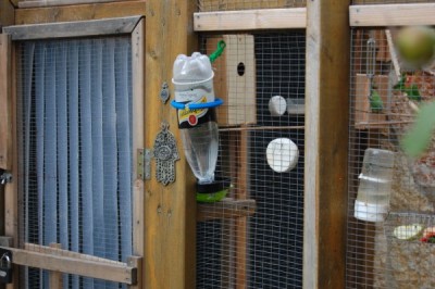 לאור הגידול באוכלוסיה, הוספתי מתקן שתיה המבוסס על בקבוק פלסטיק 1.5 ליטר רגיל.