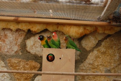 המשפחה המורחבת