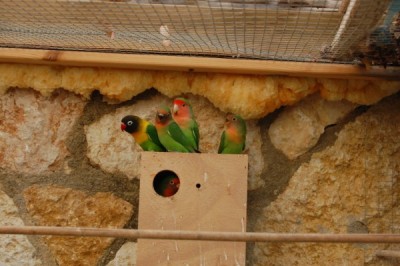 ועוד תמונה שלהם.