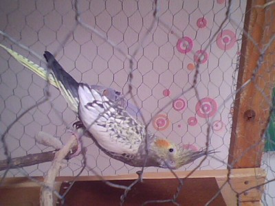 זה התוכי הבן