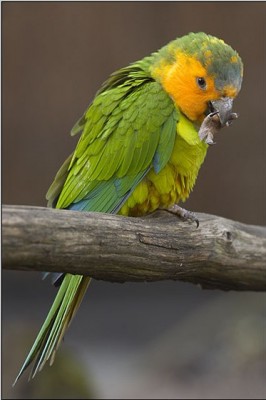 060114_195321-2317_קוניור סנט טומס.jpg