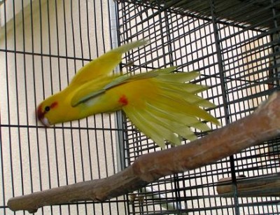 זכר במעוף.JPG