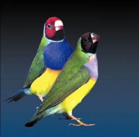 22-גולדיאן.jpg