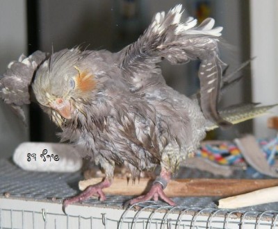 I believe I can fly..