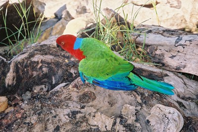 s-parrot.jpg