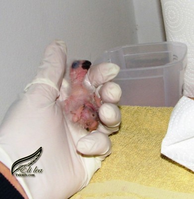 גוזל ג'אקו בקיעה