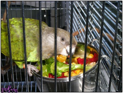 רמבו דוגמן הבית