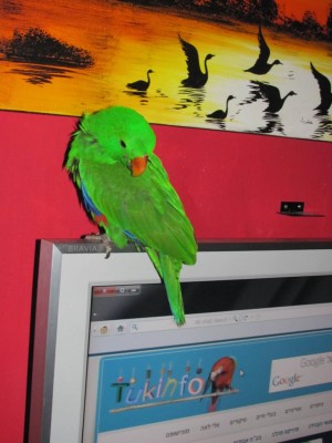 חתיכי רואה טלויזיה