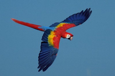 060116_091400-3258_.ארה סקרלט.JPG