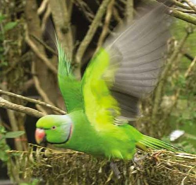 תוכי דררה.jpg