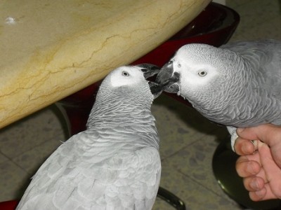 הגוזל שקיבלתי מאלי מצד שמאל :)