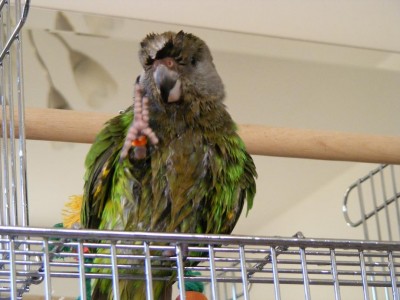 גשם גשם בוא...