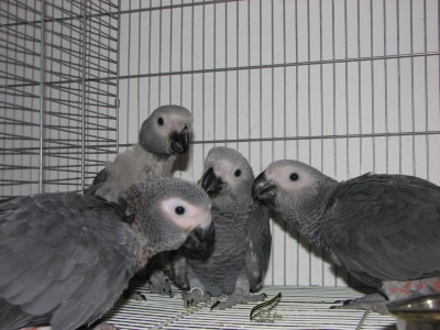 גוזלי ג'אקו