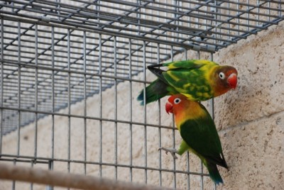 יש גם גוזלים של הזוג הזה למכירה בעוד שבוע