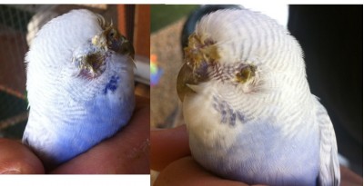 עינייו של התוכי המדובר