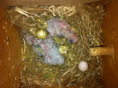 הגוזלים בני השבוע+