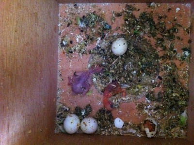 גוזלים בני יום + הביצים