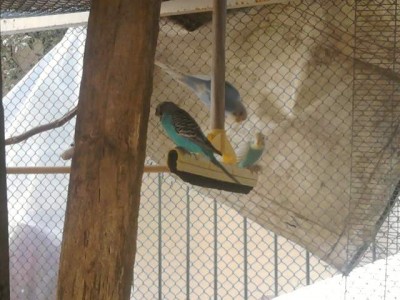 הנדנדה הלא שיגרתית